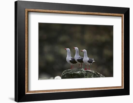 Dolphin Gulls in a Row-DLILLC-Framed Photographic Print