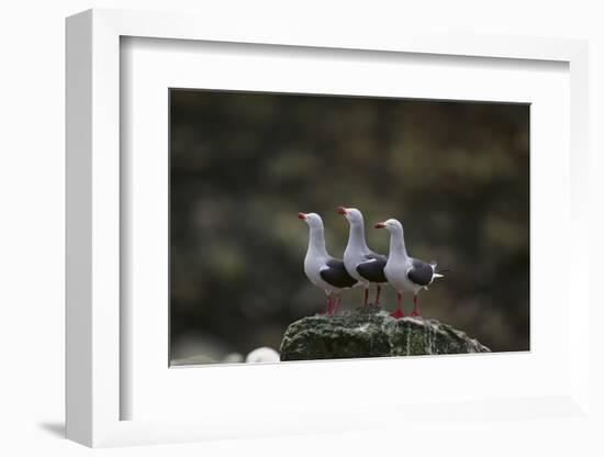 Dolphin Gulls in a Row-DLILLC-Framed Photographic Print