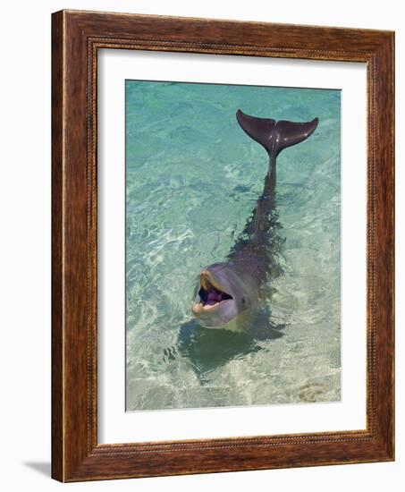 Dolphin in the Ocean, Roatan Island, Honduras-Keren Su-Framed Photographic Print