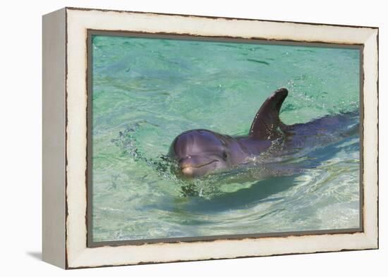 Dolphin in the Ocean, Roatan Island, Honduras-Keren Su-Framed Premier Image Canvas