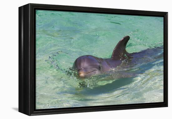 Dolphin in the Ocean, Roatan Island, Honduras-Keren Su-Framed Premier Image Canvas