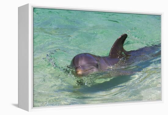 Dolphin in the Ocean, Roatan Island, Honduras-Keren Su-Framed Premier Image Canvas
