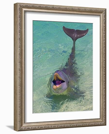 Dolphin in the Ocean, Roatan Island, Honduras-Keren Su-Framed Photographic Print