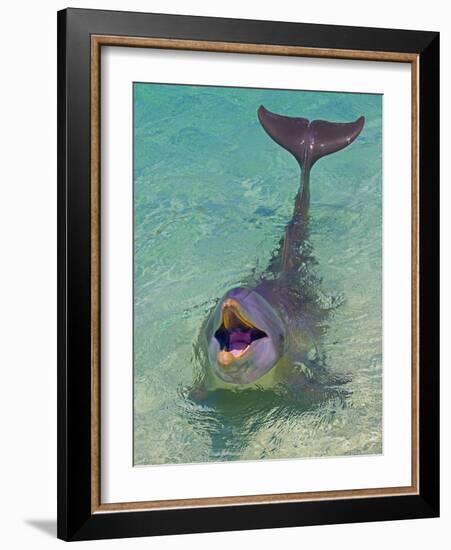 Dolphin in the Ocean, Roatan Island, Honduras-Keren Su-Framed Photographic Print