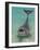 Dolphin in the Ocean, Roatan Island, Honduras-Keren Su-Framed Photographic Print