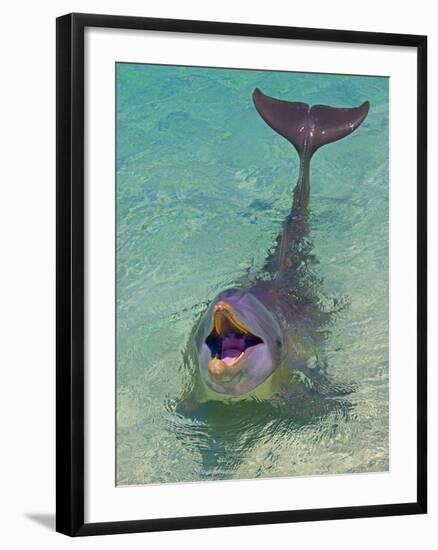 Dolphin in the Ocean, Roatan Island, Honduras-Keren Su-Framed Photographic Print