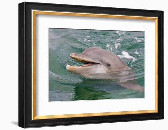 Dolphin in the Ocean, Roatan Island, Honduras-Keren Su-Framed Photographic Print