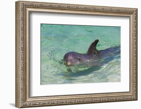 Dolphin in the Ocean, Roatan Island, Honduras-Keren Su-Framed Premium Photographic Print