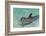 Dolphin in the Ocean, Roatan Island, Honduras-Keren Su-Framed Premium Photographic Print