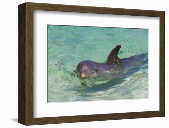 Dolphin in the Ocean, Roatan Island, Honduras-Keren Su-Framed Premium Photographic Print