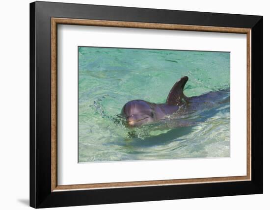 Dolphin in the Ocean, Roatan Island, Honduras-Keren Su-Framed Premium Photographic Print