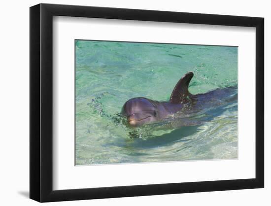 Dolphin in the Ocean, Roatan Island, Honduras-Keren Su-Framed Premium Photographic Print