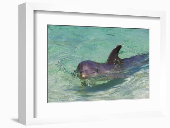 Dolphin in the Ocean, Roatan Island, Honduras-Keren Su-Framed Premium Photographic Print