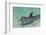 Dolphin in the Ocean, Roatan Island, Honduras-Keren Su-Framed Premium Photographic Print