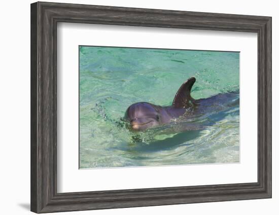 Dolphin in the Ocean, Roatan Island, Honduras-Keren Su-Framed Photographic Print