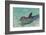 Dolphin in the Ocean, Roatan Island, Honduras-Keren Su-Framed Photographic Print