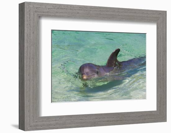 Dolphin in the Ocean, Roatan Island, Honduras-Keren Su-Framed Photographic Print