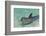 Dolphin in the Ocean, Roatan Island, Honduras-Keren Su-Framed Photographic Print