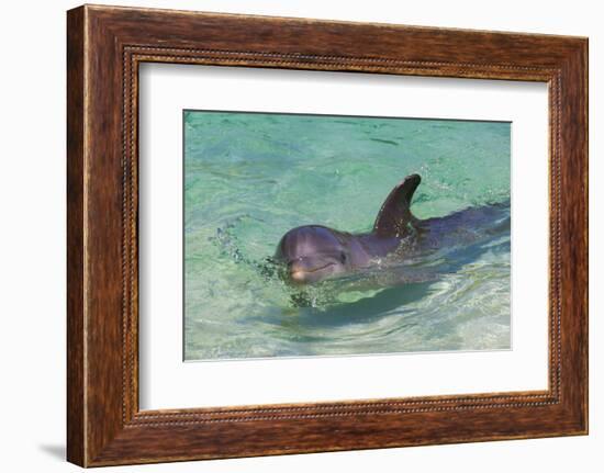 Dolphin in the Ocean, Roatan Island, Honduras-Keren Su-Framed Photographic Print