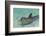 Dolphin in the Ocean, Roatan Island, Honduras-Keren Su-Framed Photographic Print