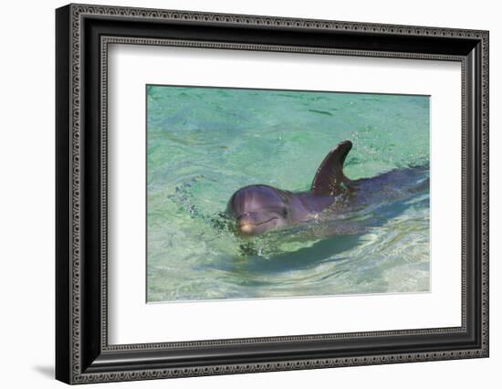 Dolphin in the Ocean, Roatan Island, Honduras-Keren Su-Framed Photographic Print