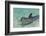 Dolphin in the Ocean, Roatan Island, Honduras-Keren Su-Framed Photographic Print