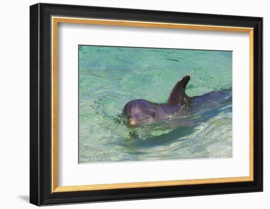 Dolphin in the Ocean, Roatan Island, Honduras-Keren Su-Framed Photographic Print