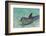 Dolphin in the Ocean, Roatan Island, Honduras-Keren Su-Framed Photographic Print