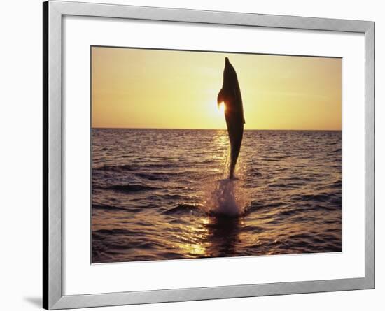 Dolphin Jumping from Water-Stuart Westmorland-Framed Photographic Print