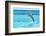 Dolphin Jumping in the Caribbean Sea of Mexico-Patryk Kosmider-Framed Photographic Print