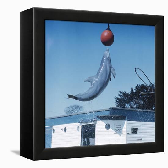 Dolphin Leaping for Ball-Peter Scoones-Framed Premier Image Canvas