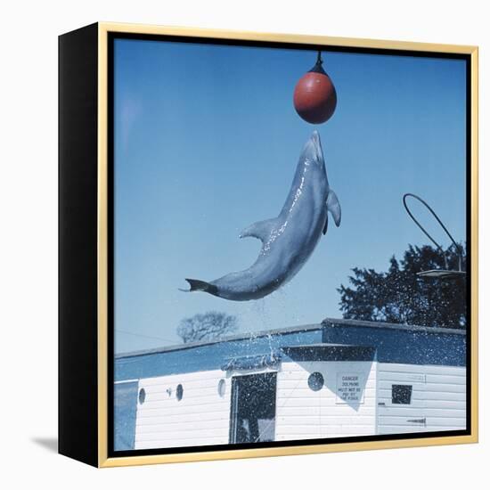 Dolphin Leaping for Ball-Peter Scoones-Framed Premier Image Canvas