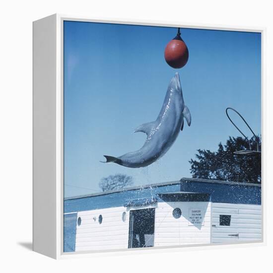 Dolphin Leaping for Ball-Peter Scoones-Framed Premier Image Canvas