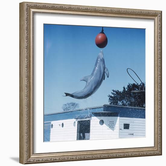 Dolphin Leaping for Ball-Peter Scoones-Framed Premium Photographic Print