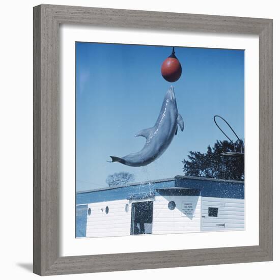 Dolphin Leaping for Ball-Peter Scoones-Framed Premium Photographic Print