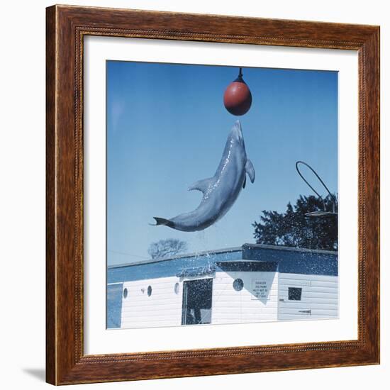 Dolphin Leaping for Ball-Peter Scoones-Framed Premium Photographic Print