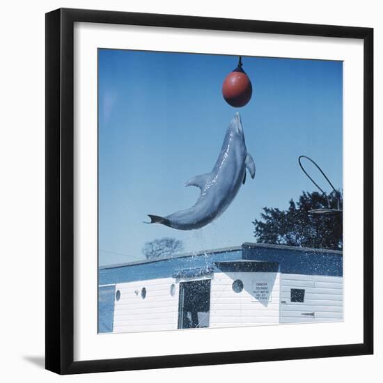 Dolphin Leaping for Ball-Peter Scoones-Framed Premium Photographic Print