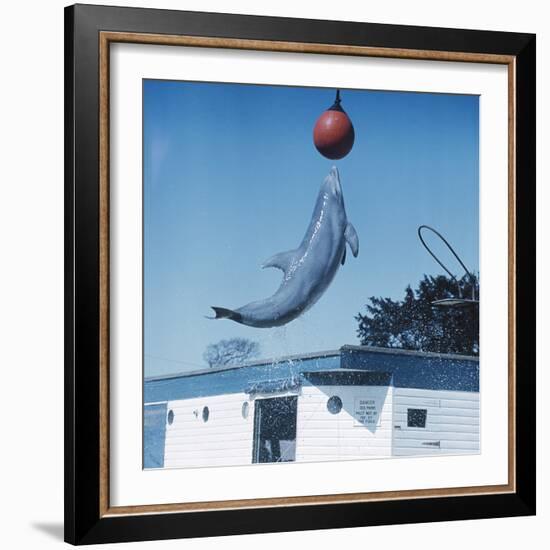 Dolphin Leaping for Ball-Peter Scoones-Framed Premium Photographic Print