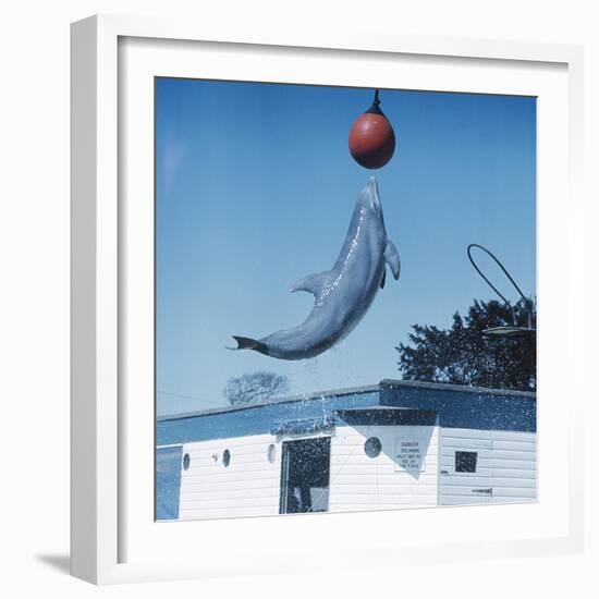 Dolphin Leaping for Ball-Peter Scoones-Framed Premium Photographic Print