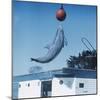 Dolphin Leaping for Ball-Peter Scoones-Mounted Premium Photographic Print