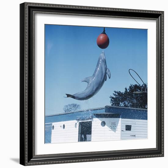 Dolphin Leaping for Ball-Peter Scoones-Framed Premium Photographic Print
