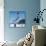Dolphin Leaping for Ball-Peter Scoones-Photographic Print displayed on a wall