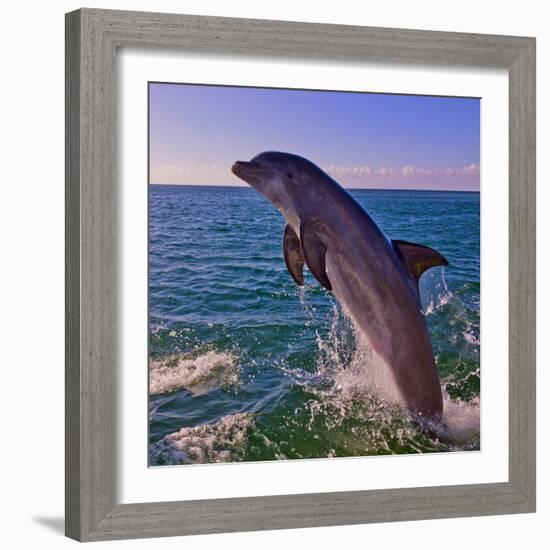 Dolphin Leaping from Sea, Roatan Island, Honduras-Keren Su-Framed Photographic Print