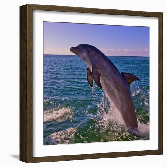 Dolphin Leaping from Sea, Roatan Island, Honduras-Keren Su-Framed Photographic Print