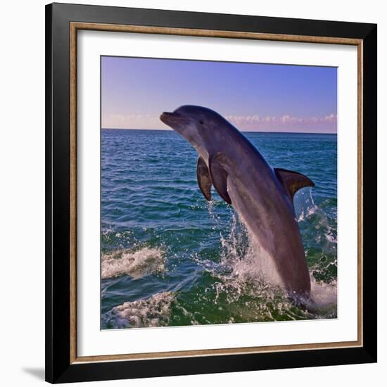 Dolphin Leaping from Sea, Roatan Island, Honduras-Keren Su-Framed Photographic Print