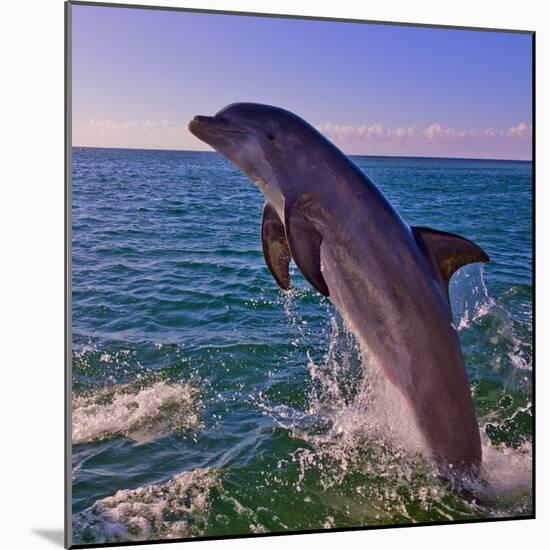 Dolphin Leaping from Sea, Roatan Island, Honduras-Keren Su-Mounted Photographic Print