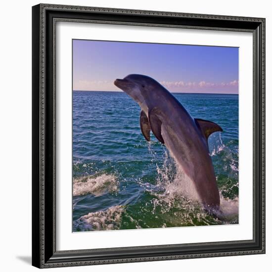 Dolphin Leaping from Sea, Roatan Island, Honduras-Keren Su-Framed Photographic Print