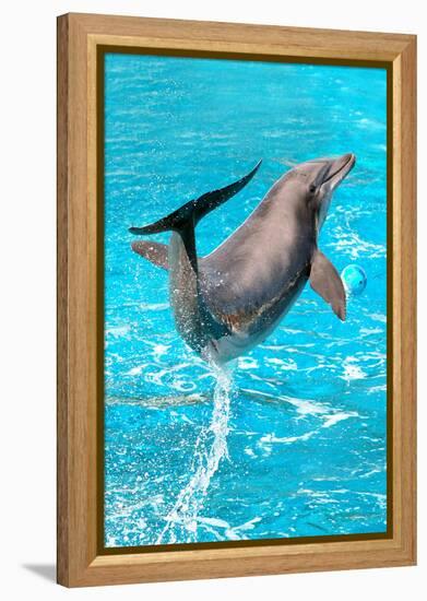 Dolphin Plays In Pool-Michal Bednarek-Framed Premier Image Canvas