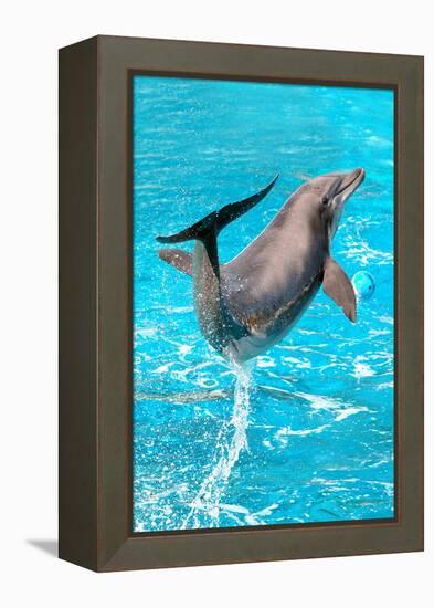 Dolphin Plays In Pool-Michal Bednarek-Framed Premier Image Canvas