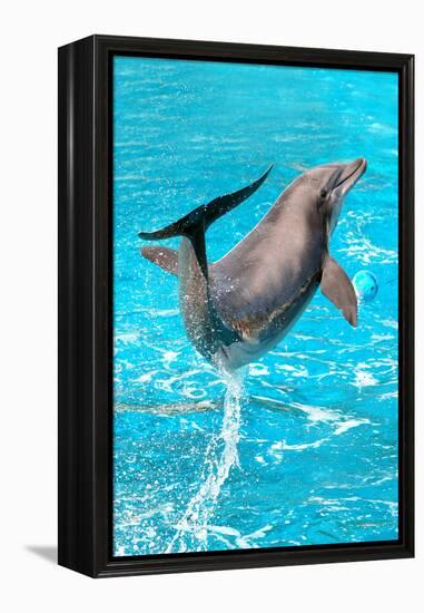 Dolphin Plays In Pool-Michal Bednarek-Framed Premier Image Canvas